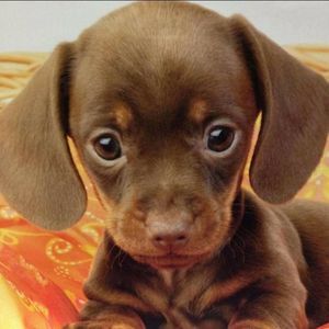 Meet your Posher, Debi